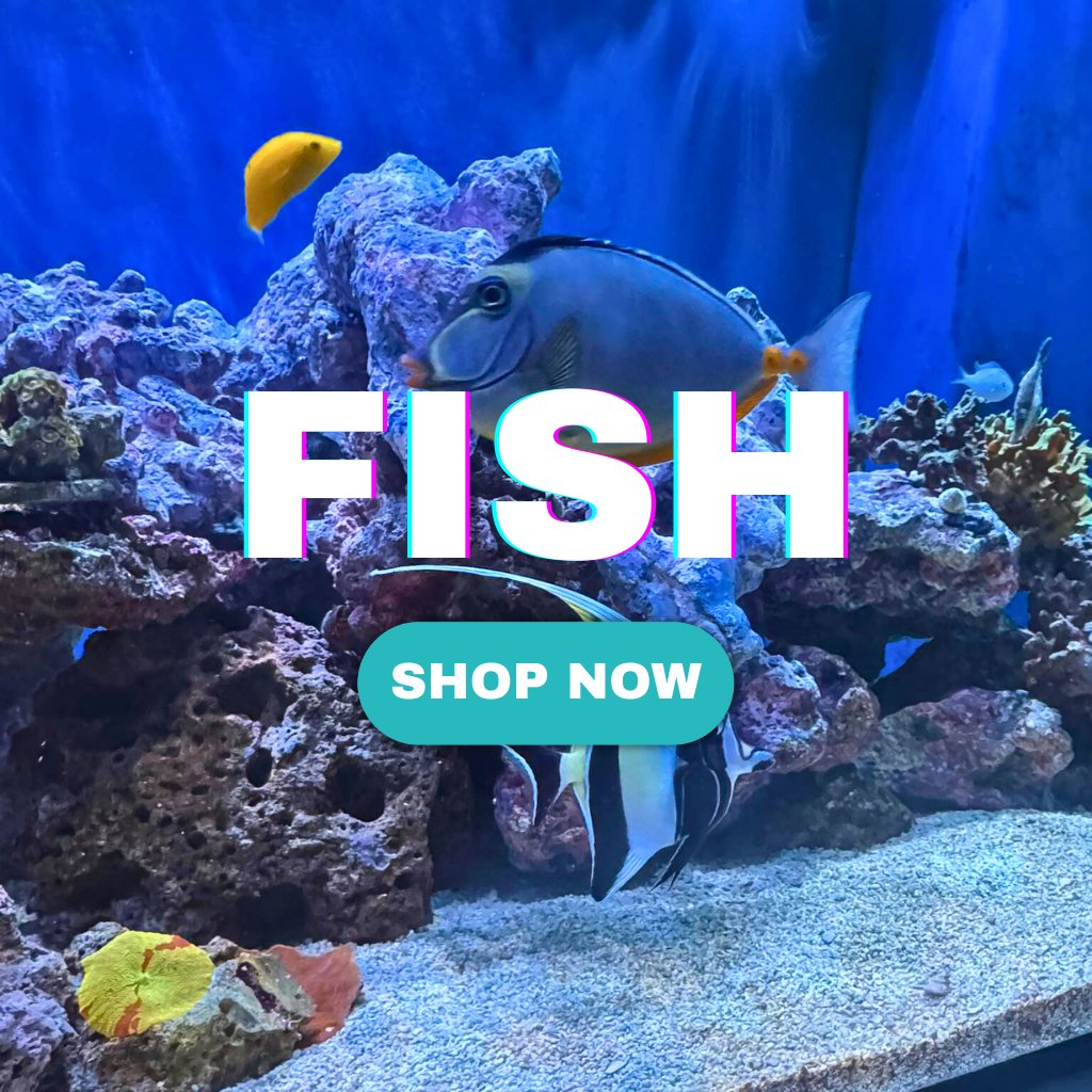Salt Water Fish