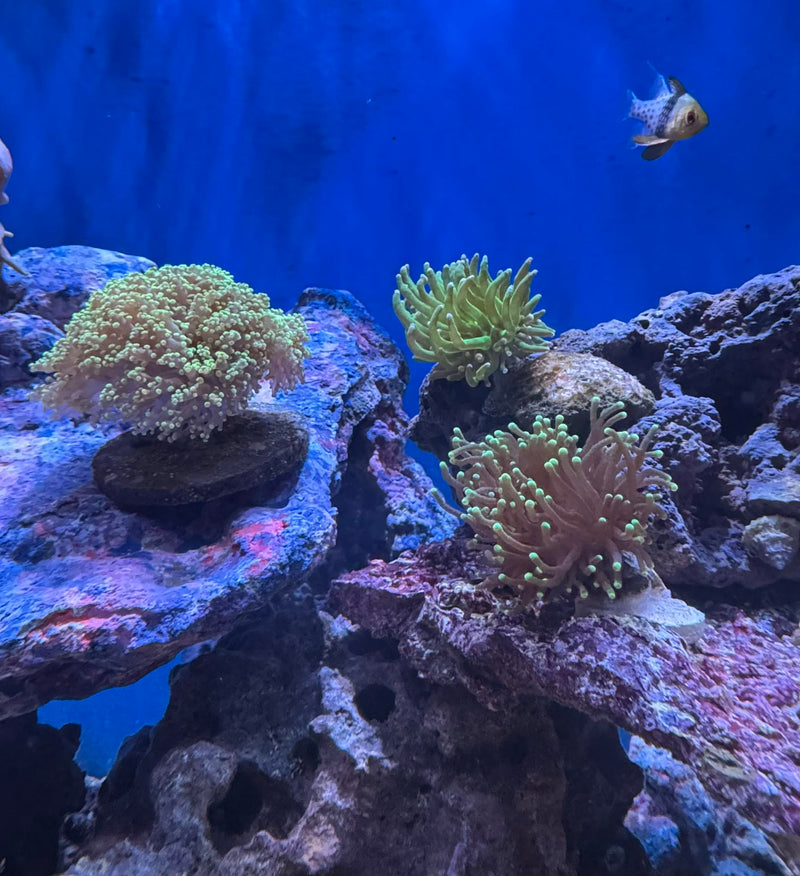 Mushroom Coral