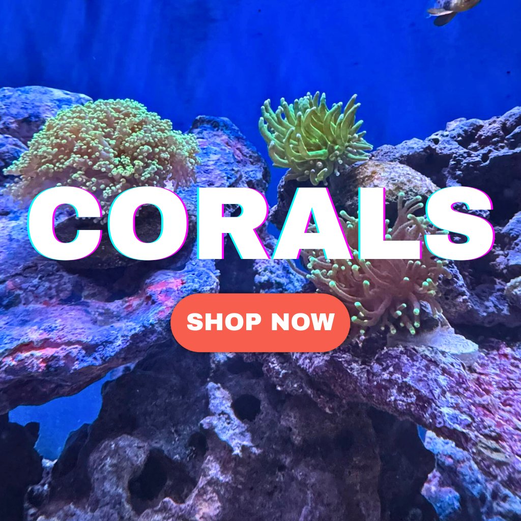 Coral